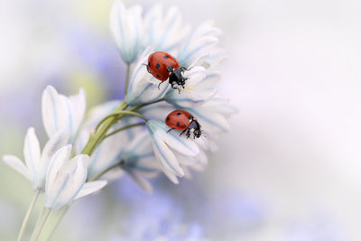 poster-print-ladybirds