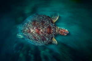 3-piece-aluminium-print-valocity-turtle