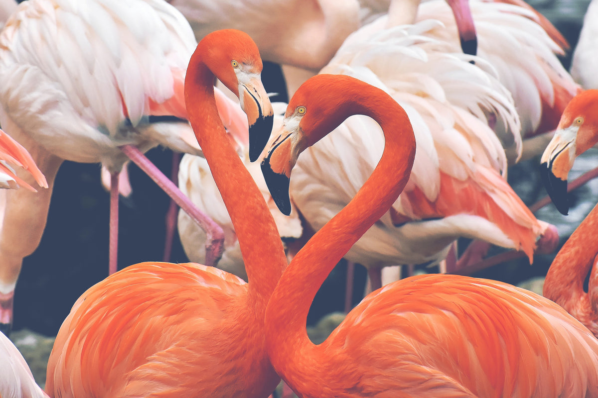 canvas-print-colorful-flamingos