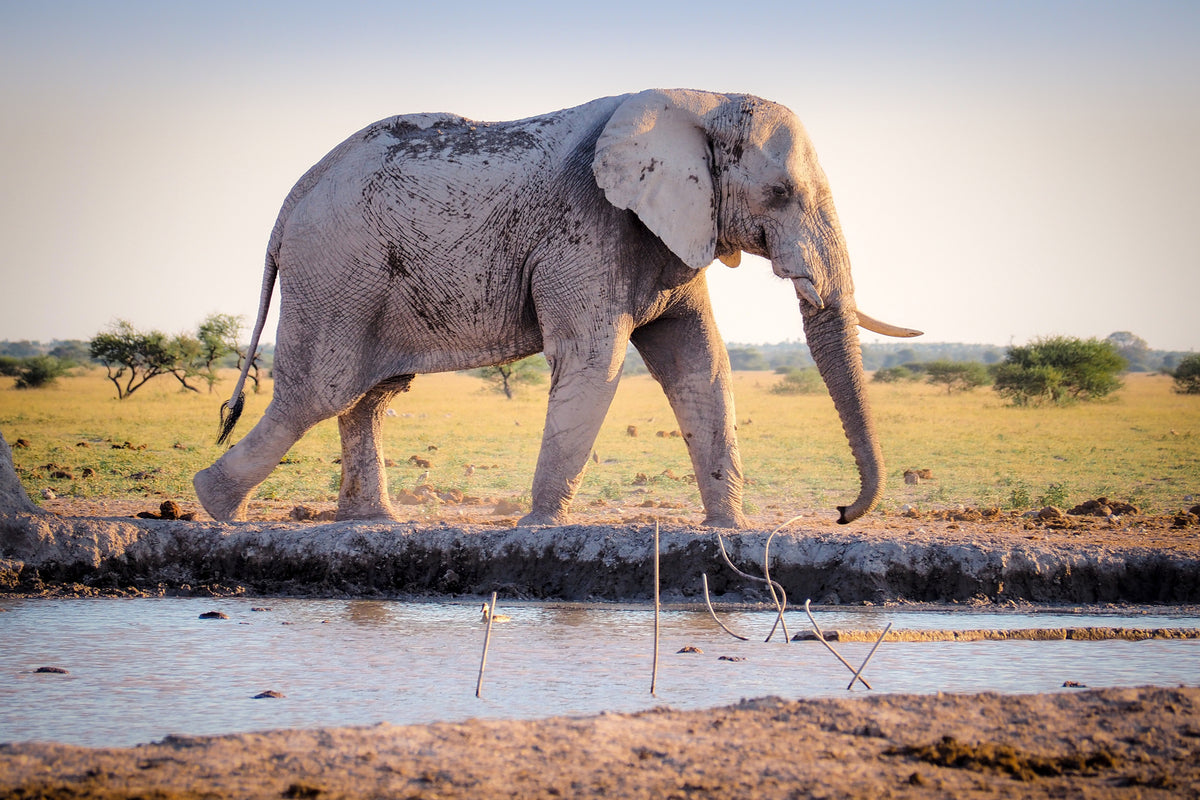 canvas-print-elephant-in-the-nature