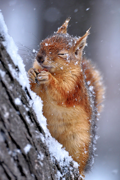 poster-print-winter-xwg