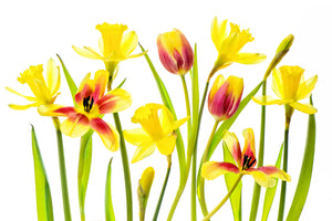 framedposter-print-vibrant-spring-x