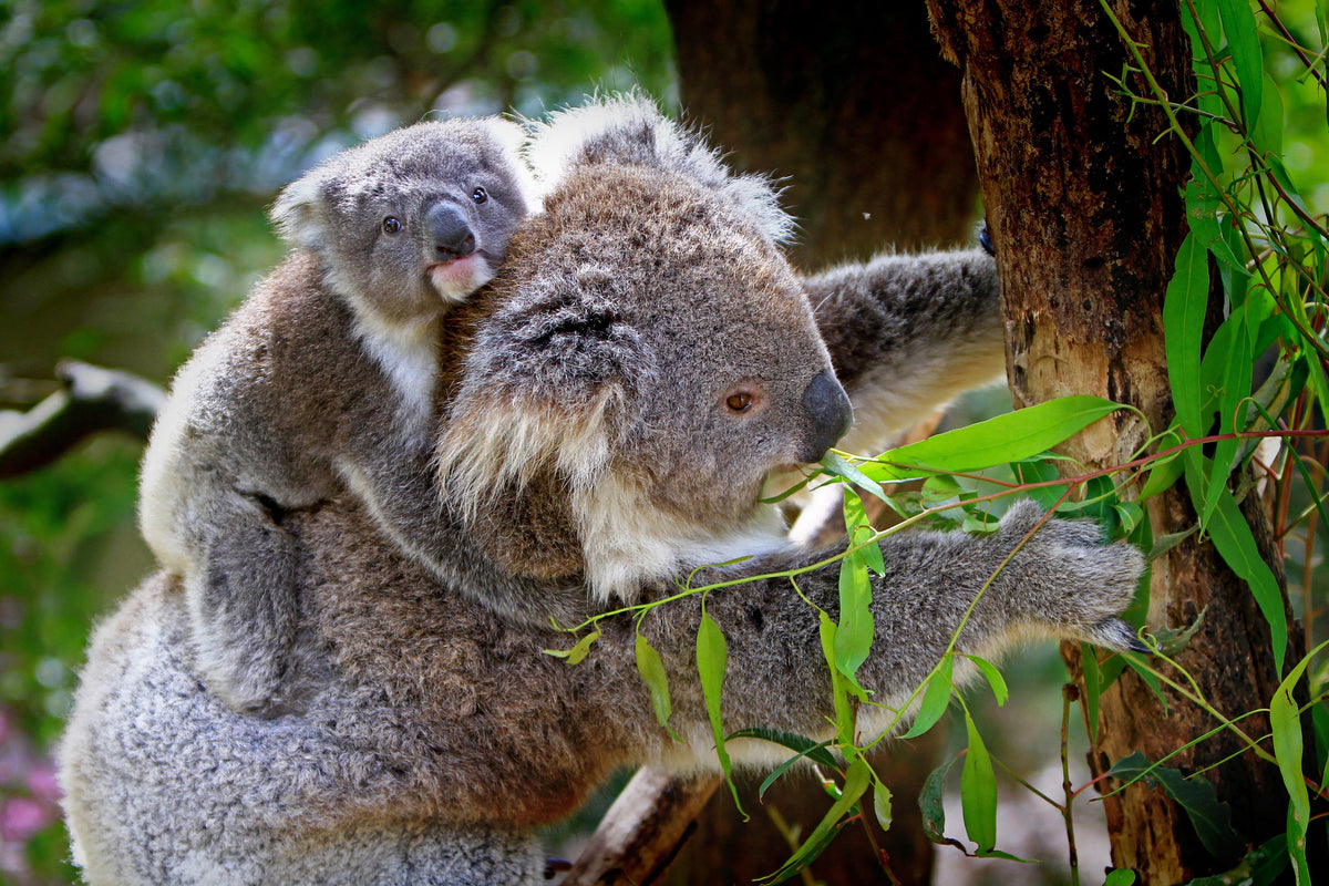 aluminium-print-mom-and-baby-koala