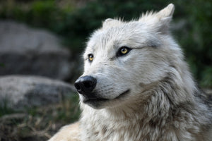 poster-print-the-lonely-wolf