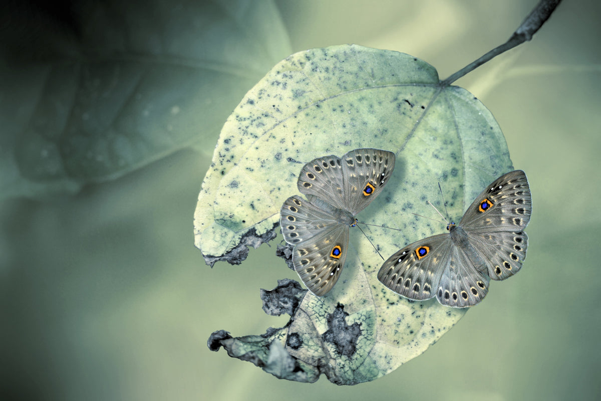 acrylic-print-duet