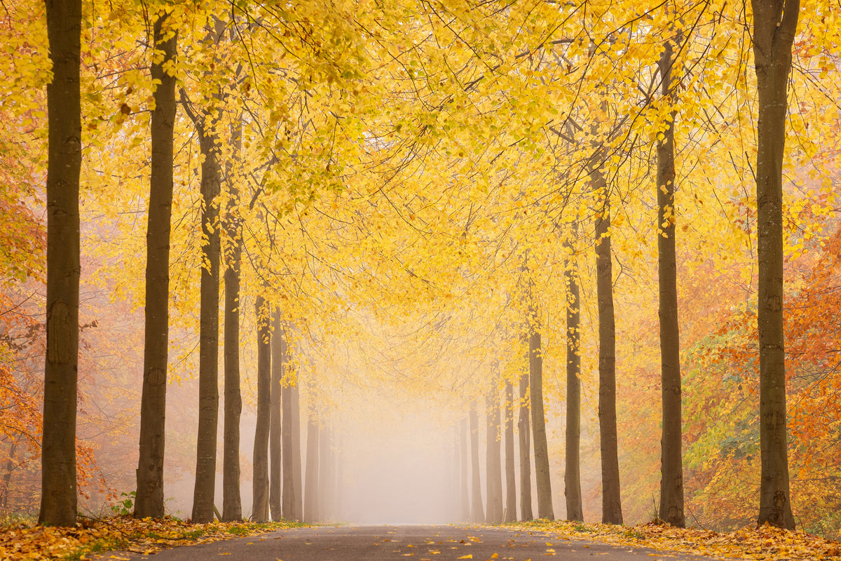 aluminium-print-autumn-road-x