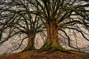 aluminium-print-ghostly-trees