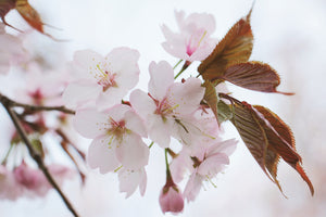 aluminium-print-lovely-japanese-cherry
