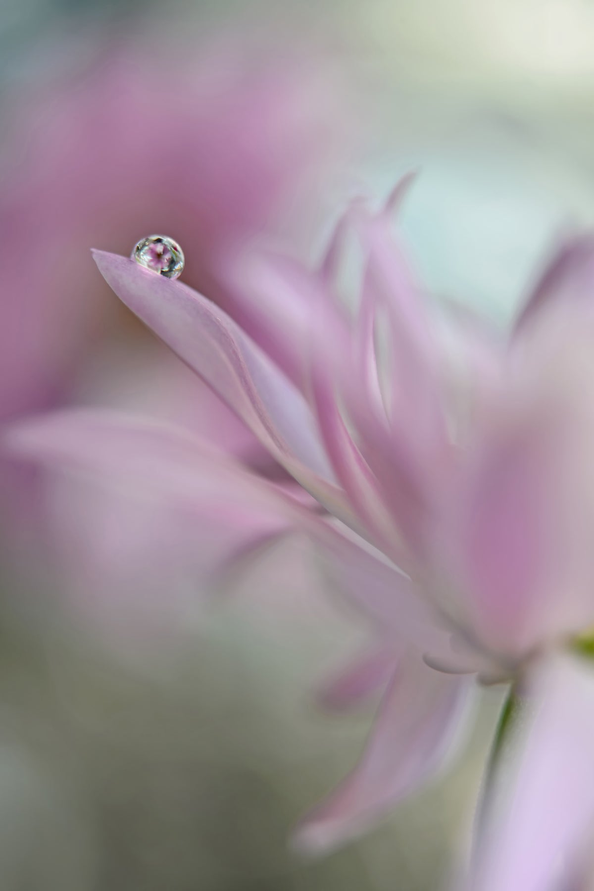 framedposter-print-in-pink-delight
