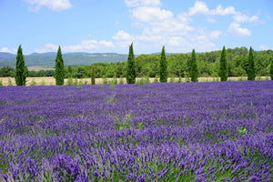 3-piece-canvas-print-magnificent-lavender-field