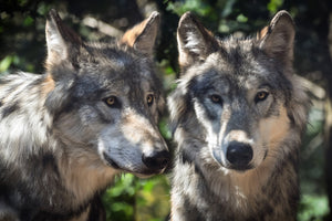 3-piece-acrylic-print-2-wolves