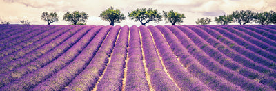 panoramic-poster-print-the-lavender-field-ii-panorama