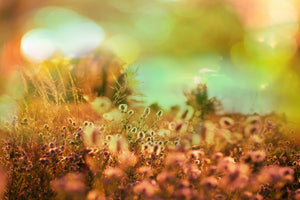 3-piece-canvas-print-flower-meadow-at-twilight