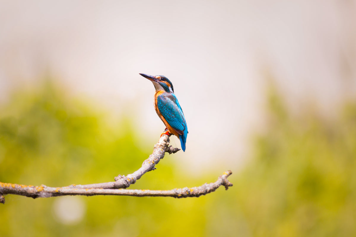 framedcanvas-print-the-kingfisher