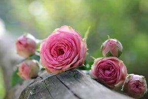 modern-3-piece-acrylic-print-bush-roses
