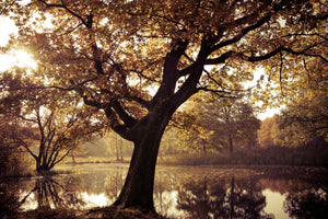 aluminium-print-landscape-park
