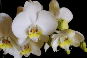3-piece-canvas-print-white-orchids-in-bloom