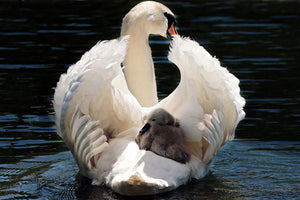 acrylic-print-mom-and-baby-swan