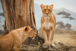 3-piece-canvas-print-lions-in-africa