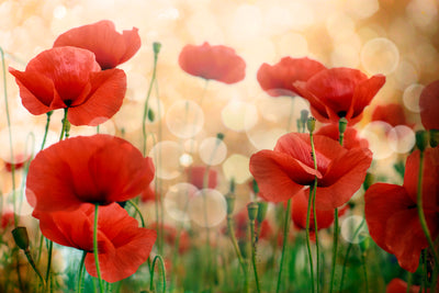 poster-print-the-poppy