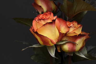 poster-print-roses-of-the-romance