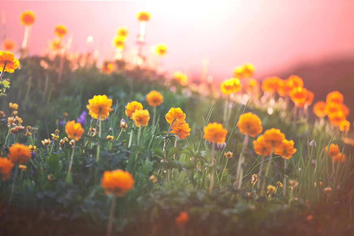 3-piece-aluminium-print-the-mountain-meadow