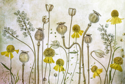 poster-print-poppies-and-helenium-x