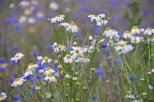 framedposter-print-wild-flower-meadow