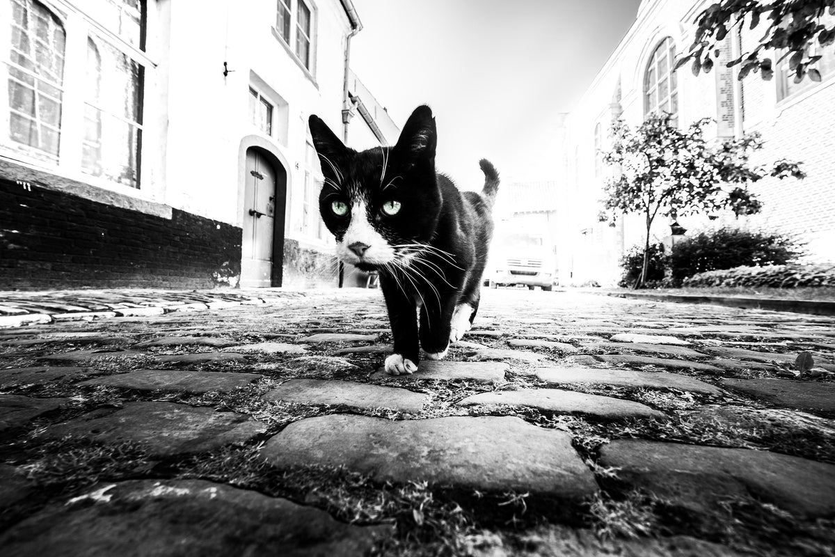 framedcanvas-print-focus-x