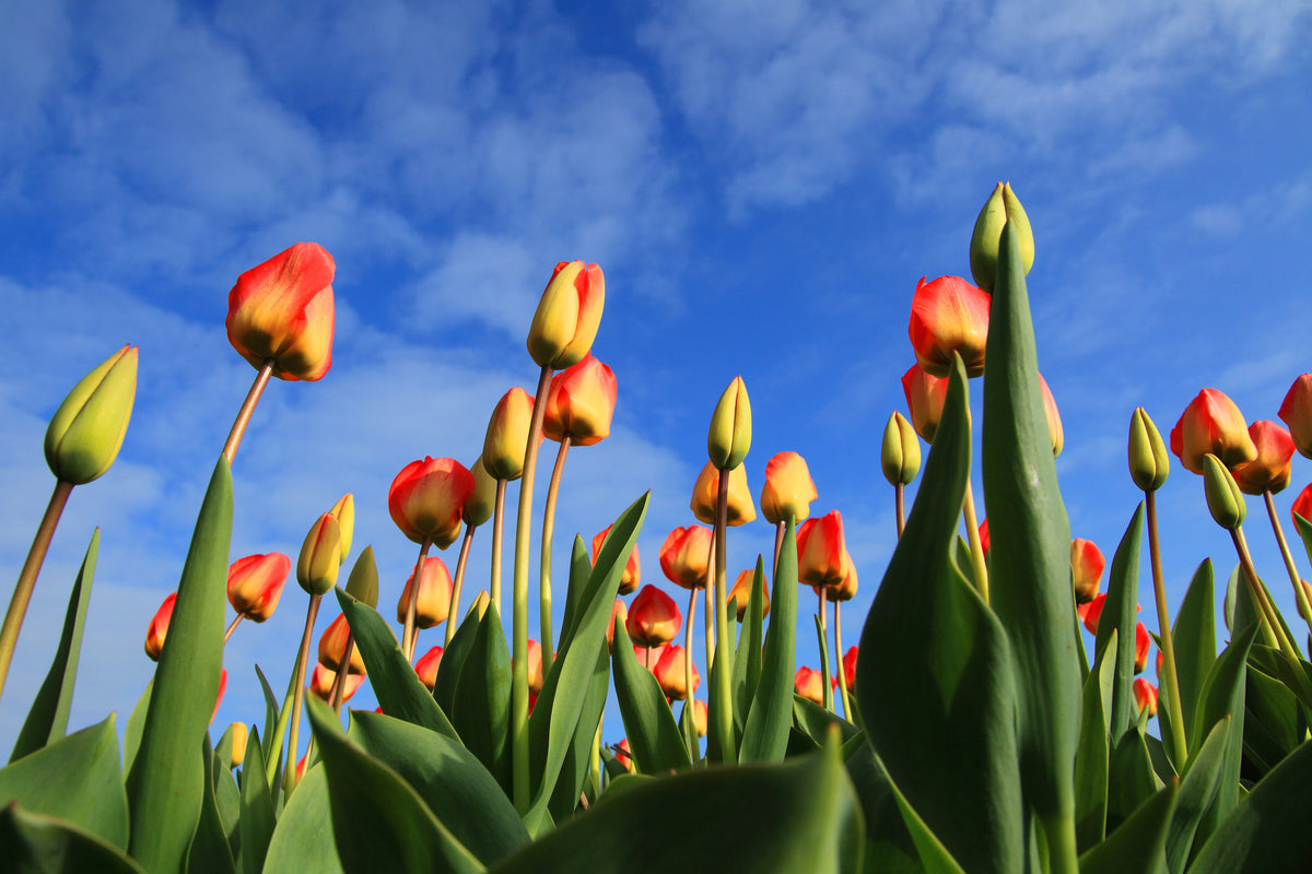 3-piece-aluminium-print-tulips-tower-to-the-sky