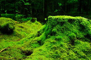 aluminium-print-moss-in-the-forest
