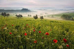 acrylic-print-tuscan-spring