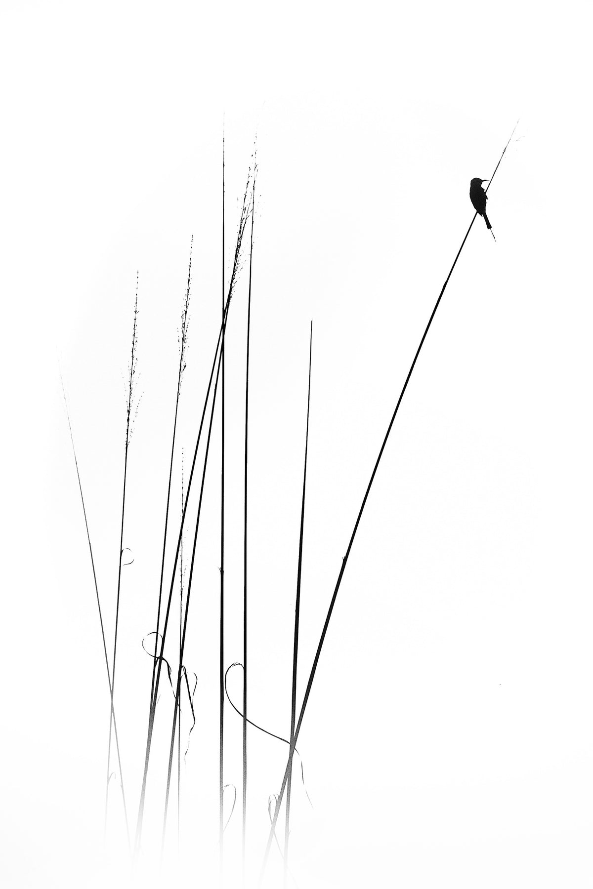 canvas-print-a-sabbatical-x