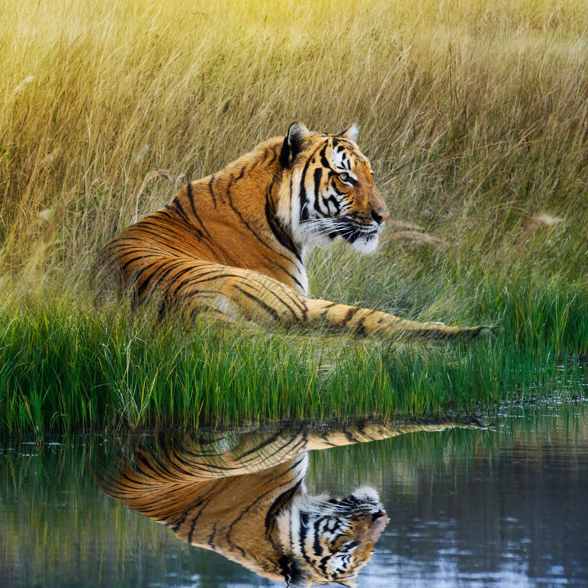 aluminium-print-the-tiger
