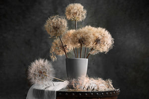 poster-print-dandelion-seed-pod-x