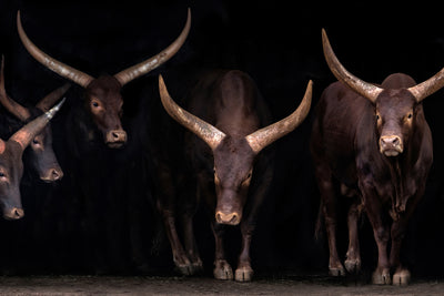 poster-print-watusi-family-x