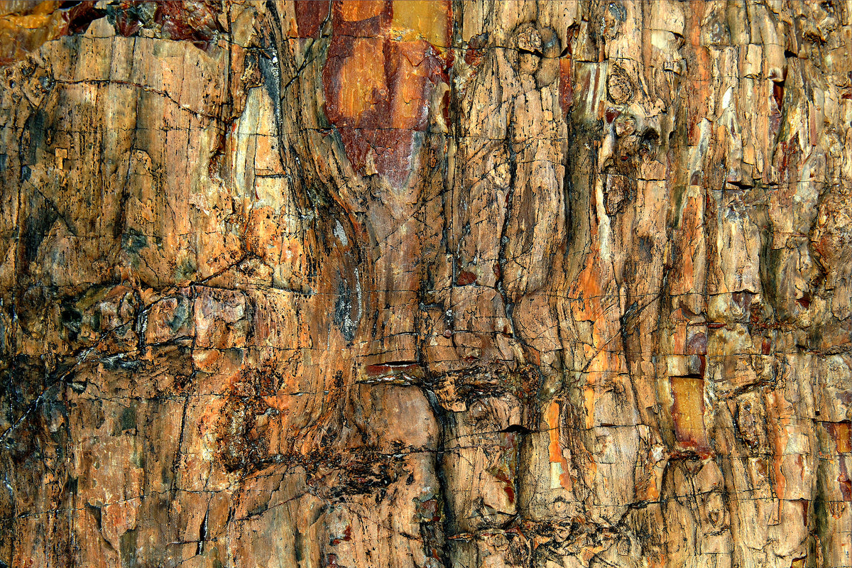 acrylic-print-bark-x