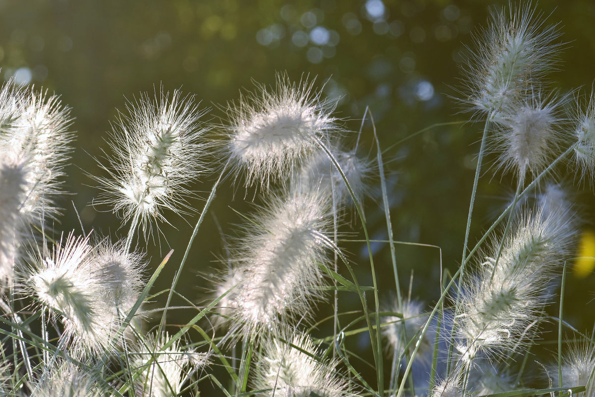 framedcanvas-print-ornamental-grasses-in-xl