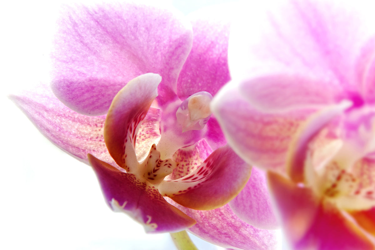 framedposter-print-magnificent-phalaenopsis