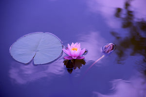 modern-3-piece-aluminium-print-lotus-flower