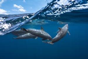 framedposter-print-dolphins