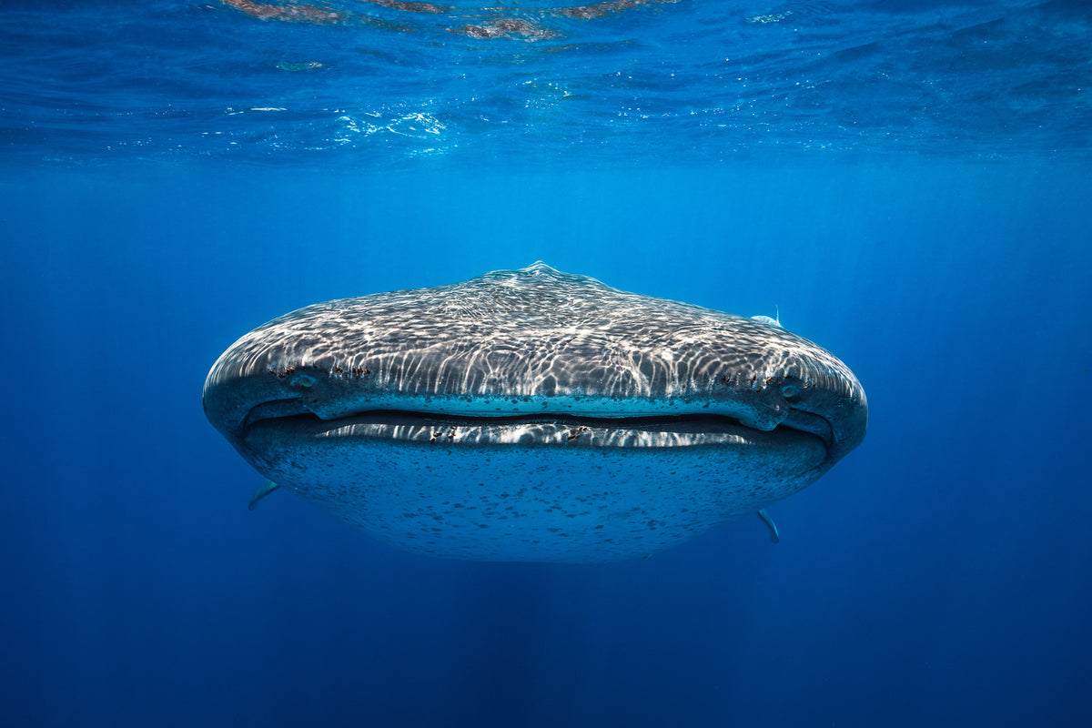 canvas-print-face-to-face-with-a-whale-shark