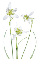 acrylic-print-galanthus-flore-pleno