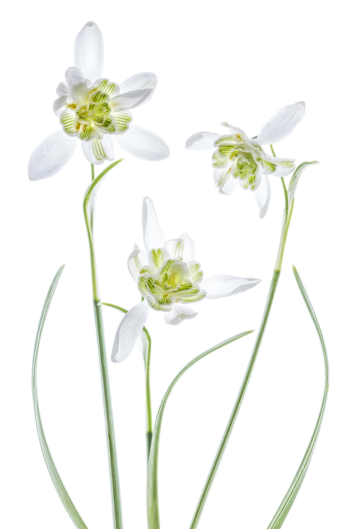 acrylic-print-galanthus-flore-pleno