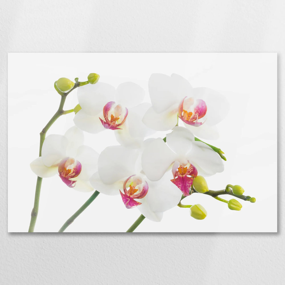 AL-075W050