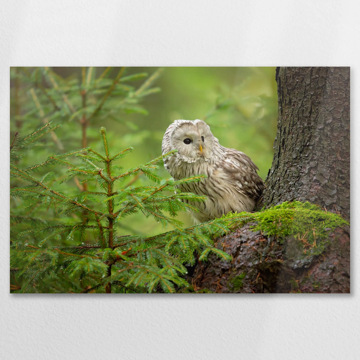 AL-075W050