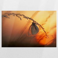 PO-045W030