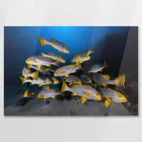 AC-075W050