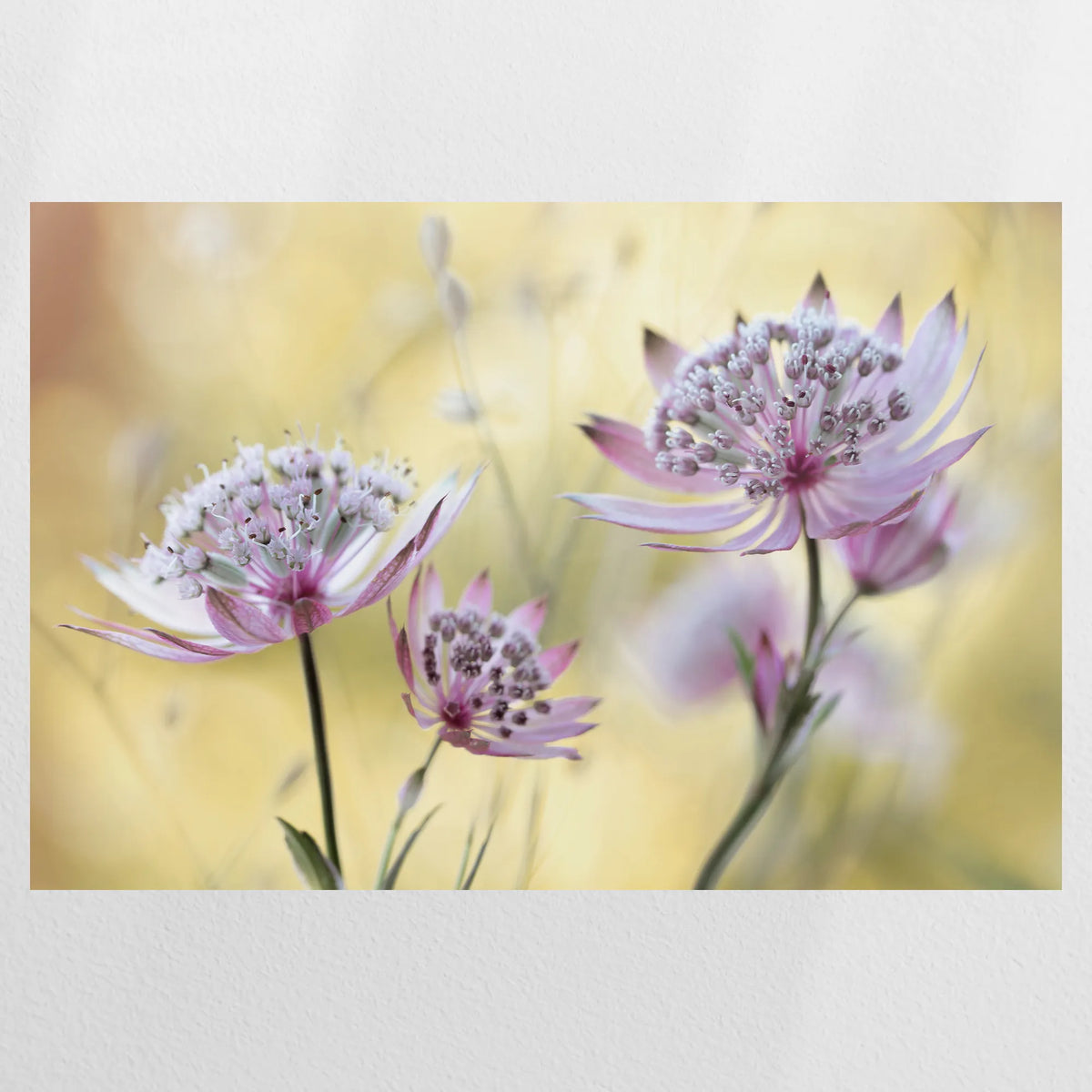 PO-090W060