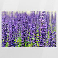 PO-090W060